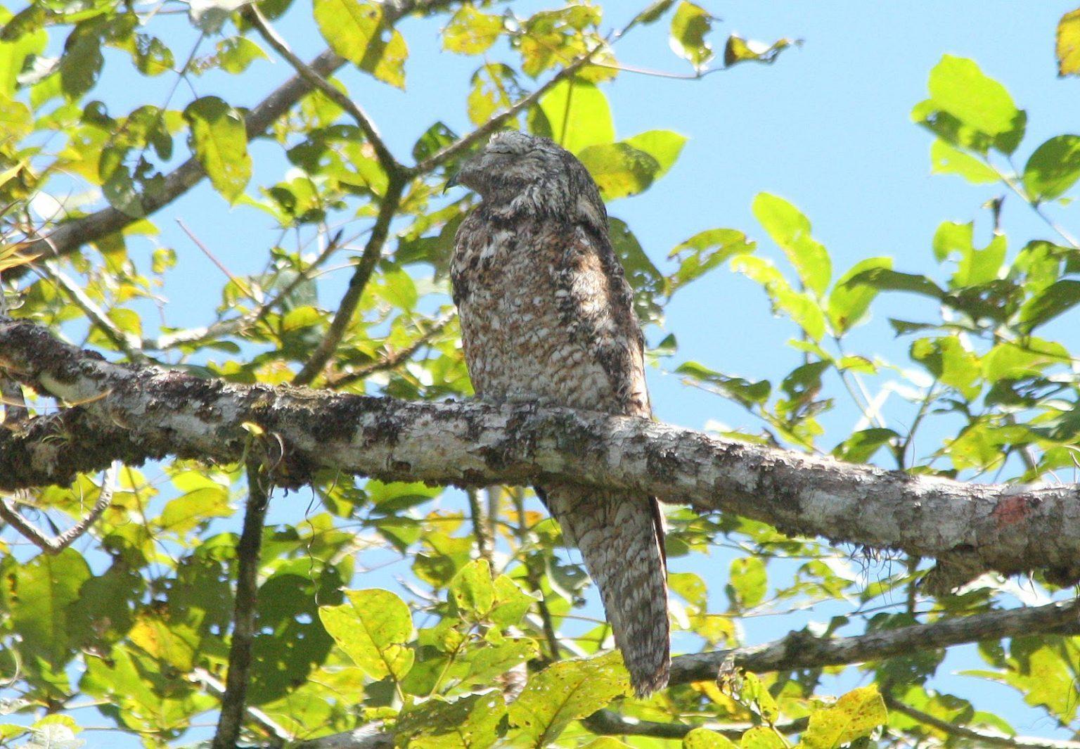 Great Potoo – Facts, Size, Call, Diet, Pictures, and More