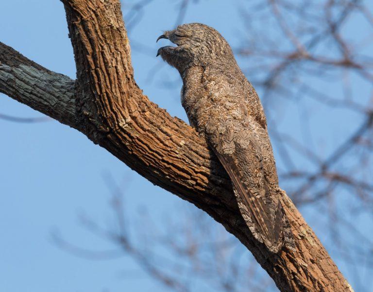 Great Potoo – Facts, Size, Call, Diet, Pictures, and More