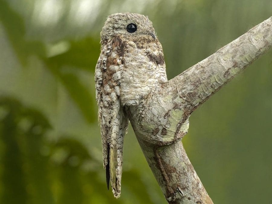 Great Potoo – Facts, Size, Call, Diet, Pictures, and More