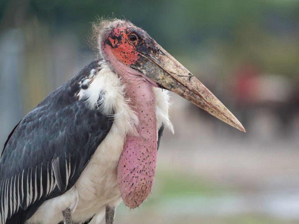 Marabou Stork– Facts, Size, Diet, Pictures