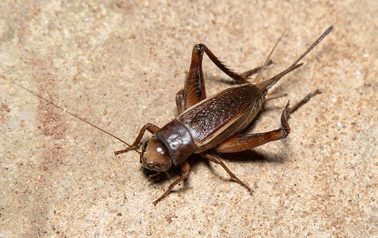 cricket insect