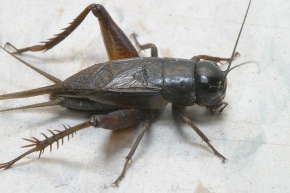 life cycle of a cricket