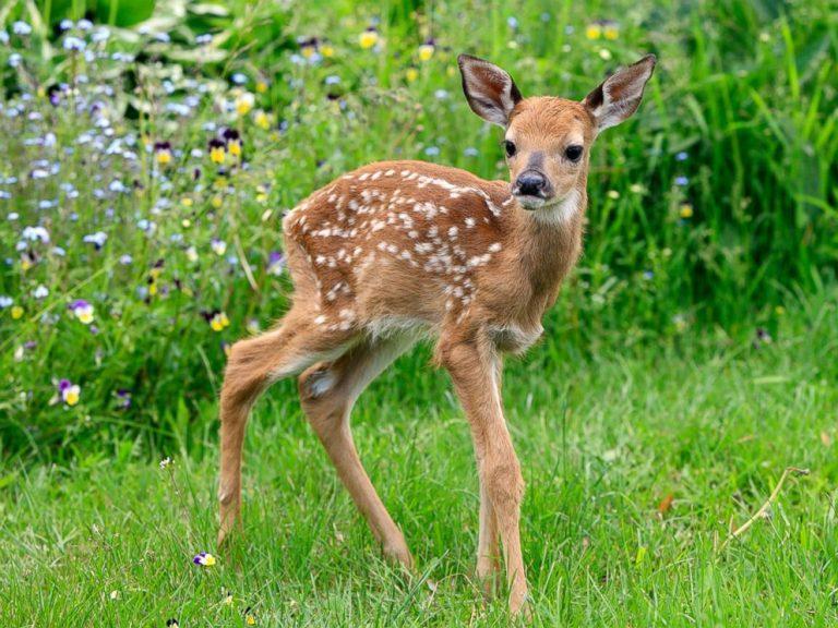 Deer Facts, Types, Diet, Reproduction, Classification, Pictures