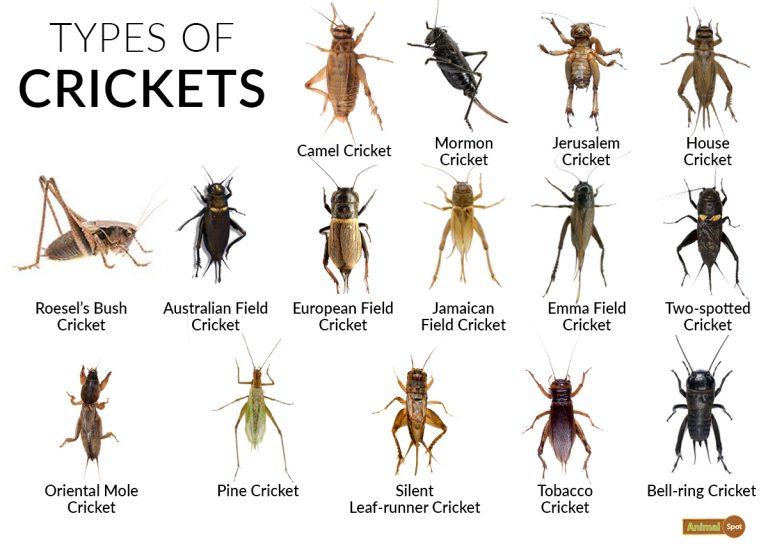 Cricket Facts Types Lifespan Call Pictures