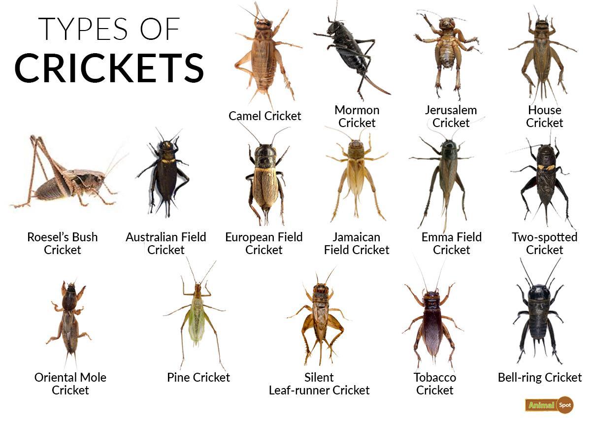 Types-of-Crickets.jpg