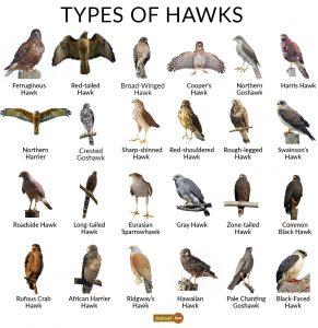 Hawk Facts, Types, Reproduction, Diet, Classification, Pictures