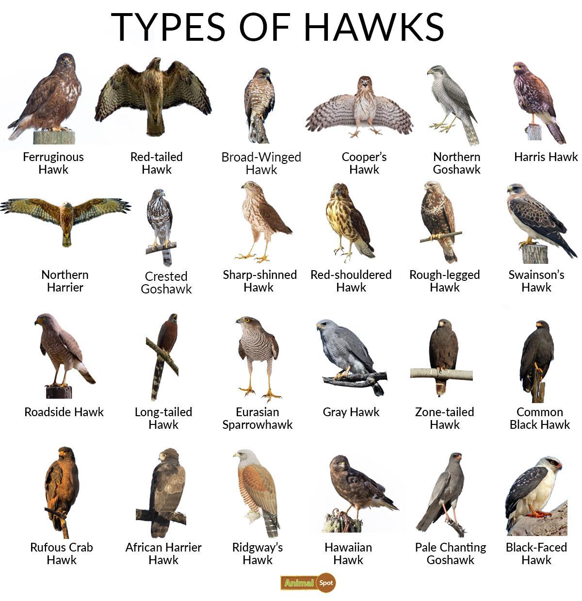 Cooper's Hawk vs Sharp Shinned Hawk: 5 Differences - AZ Animals