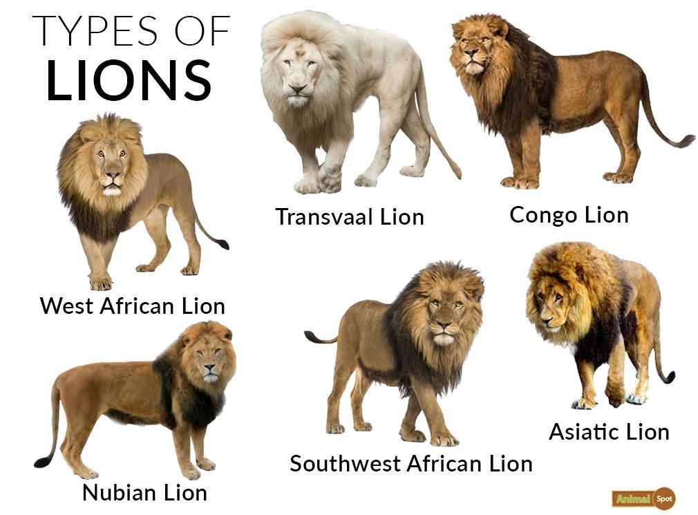 types of lions and tigers