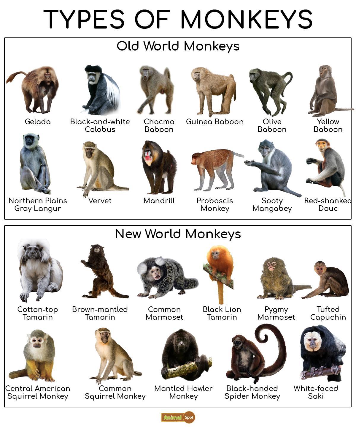 small monkey breeds