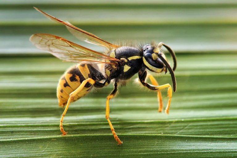 Wasp Facts, Types, Diet, Reproduction, Classification, Pictures