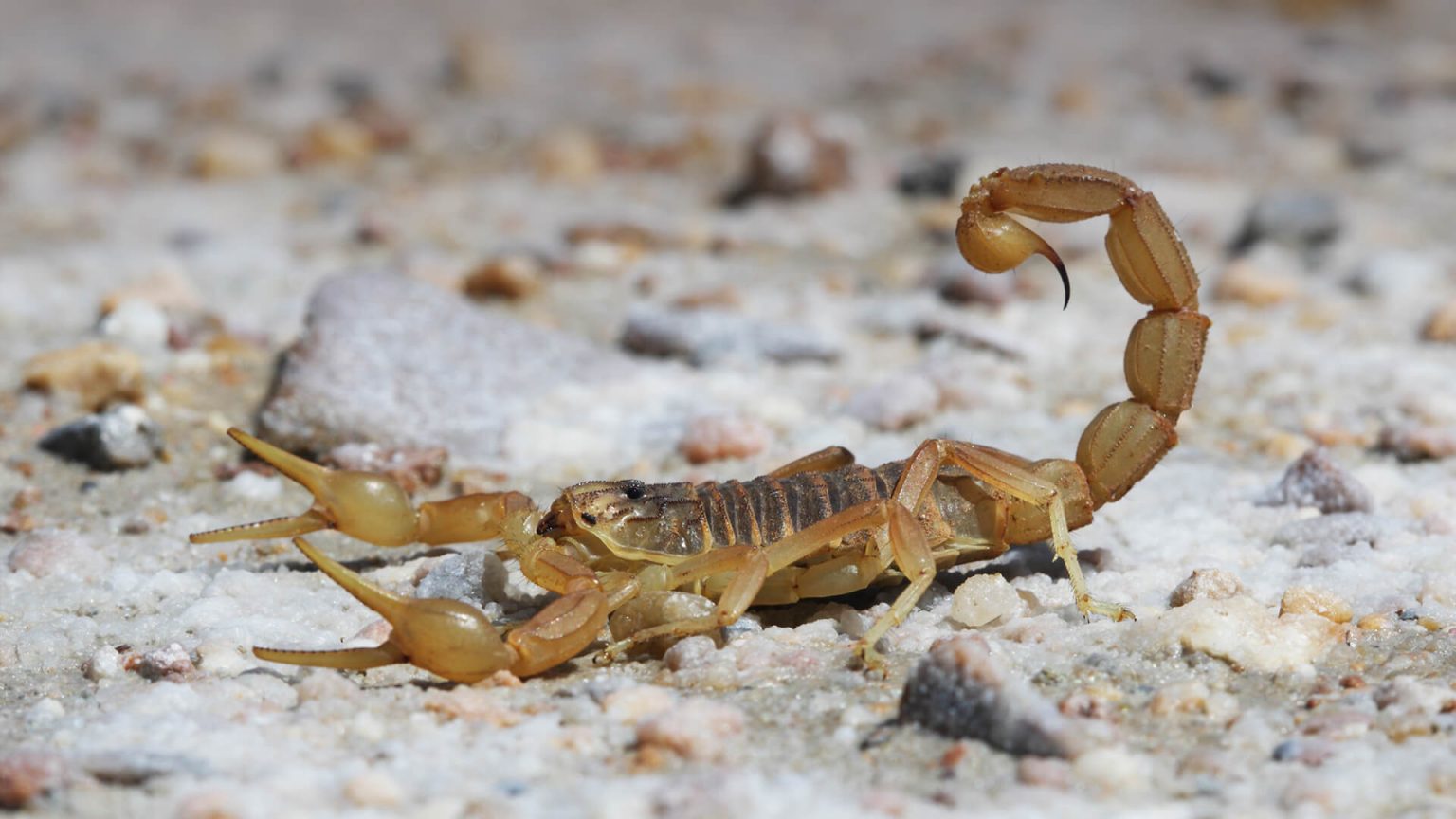 Scorpion Facts, Types, Diet, Reproduction, Classification, Pictures