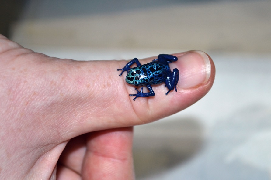 Blue Poison Dart Frog 14864 WILD LIFE