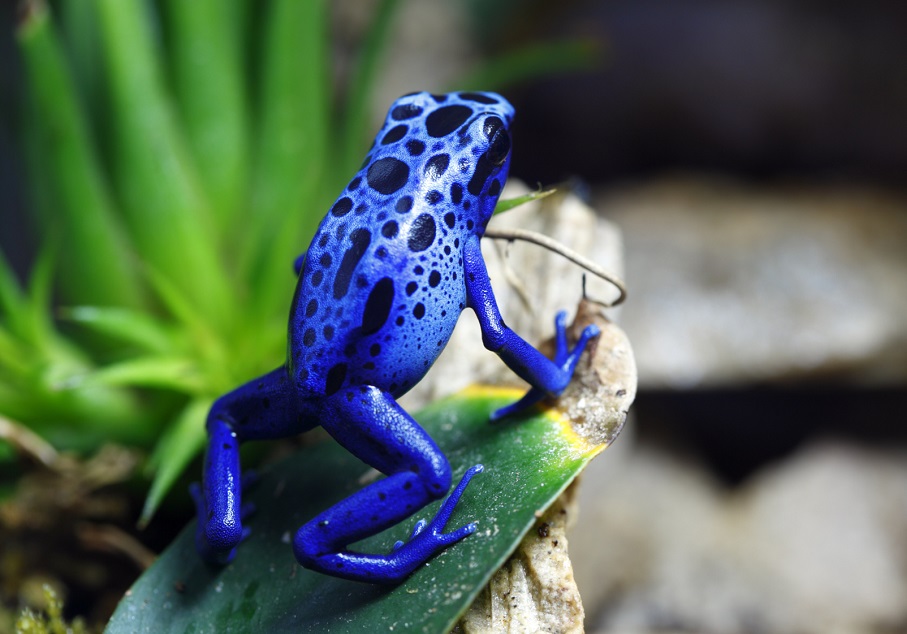 Blue Poison Dart Frog– Facts, Size, Diet, Pictures