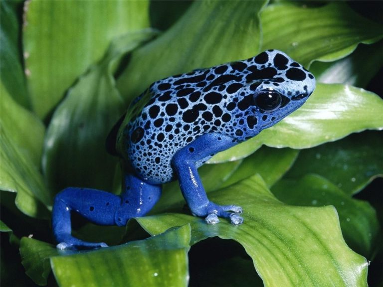 Blue Poison Dart Frog– Facts, Size, Diet, Pictures