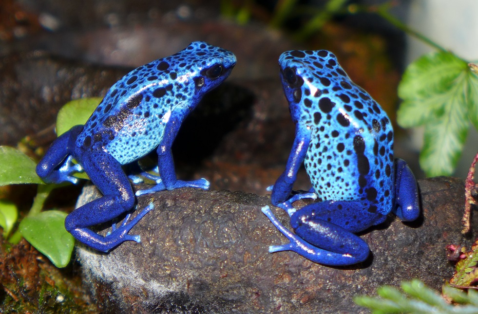 blue poison arrow frog