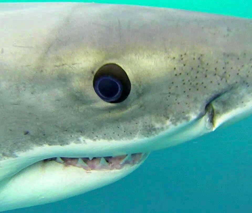 great white shark habitat facts for kids
