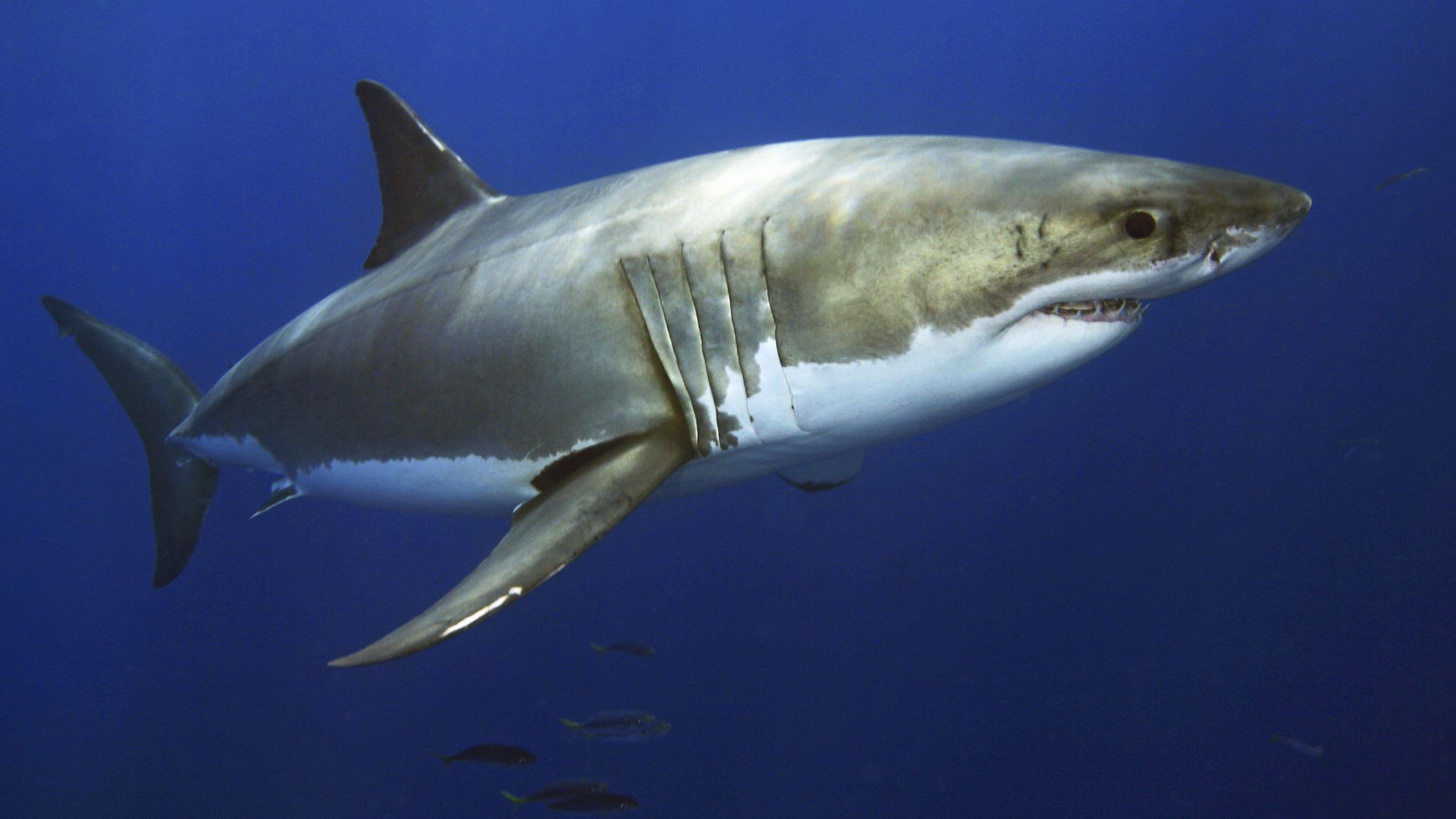 great white shark habitat