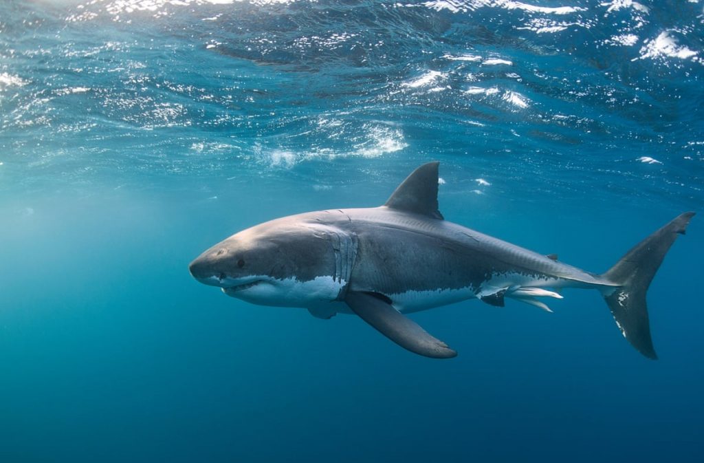 Great White Shark – Facts, Size, Lifespan, Diet, Pictures