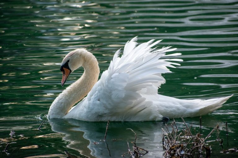 Swan Facts, Types, Diet, Reproduction, Classification, Pictures