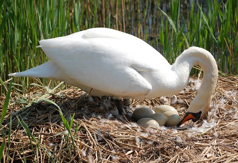 Swan Facts, Types, Diet, Reproduction, Classification, Pictures