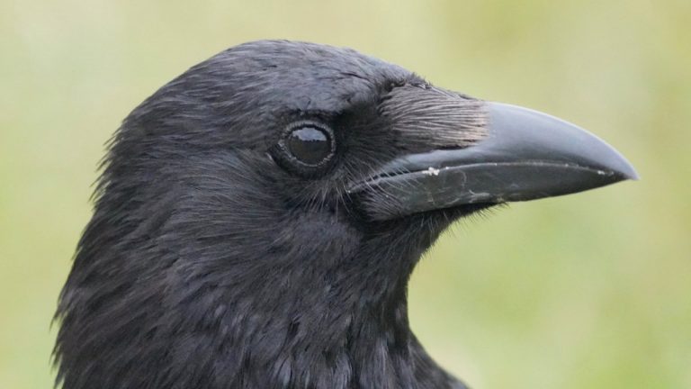 Crow Facts, Types, Diet, Reproduction, Classification, Pictures