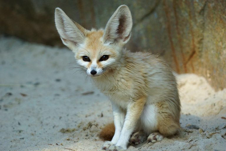 Fennec Fox – Facts, Size, Lifespan, Habitat, Pictures