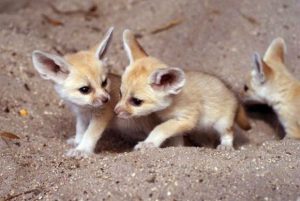 Fennec Fox – Facts, Size, Lifespan, Habitat, Pictures