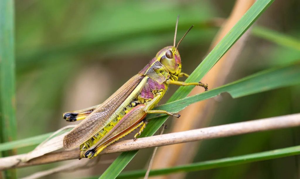 Grasshopper Facts, Types, Diet, Reproduction, Classification, Pictures