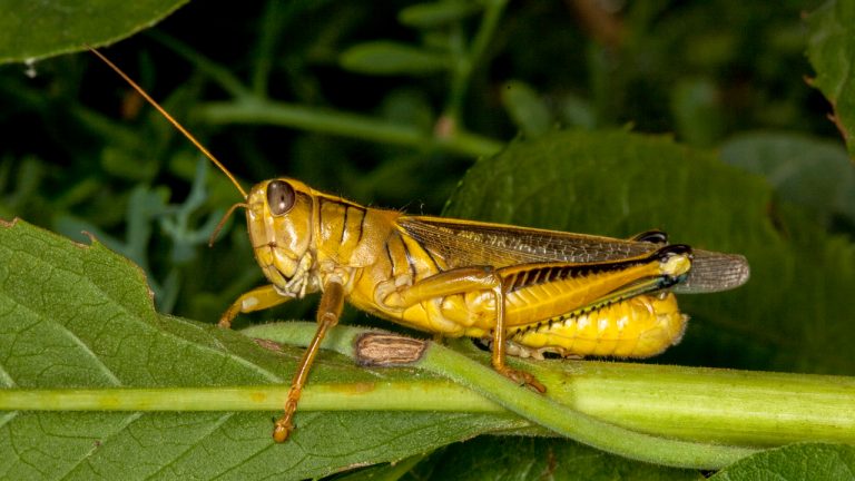 Grasshopper Facts, Types, Diet, Reproduction, Classification, Pictures