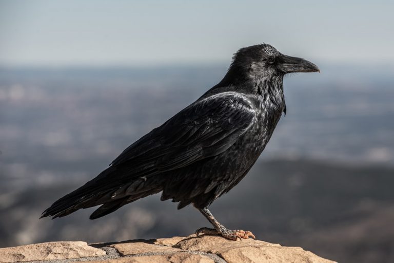 Crow Facts, Types, Diet, Reproduction, Classification, Pictures