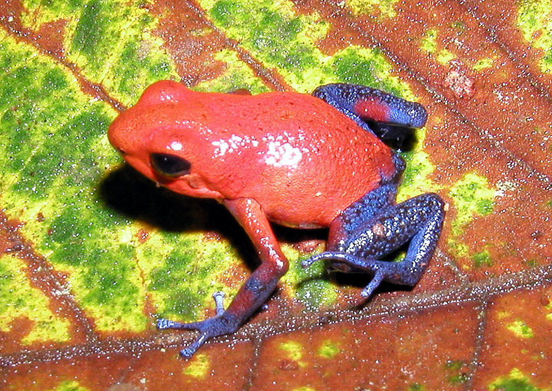 strawberry poison dart frog size