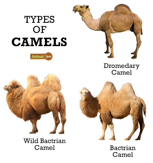 desert habitats camel