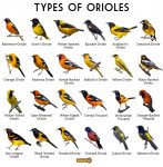 Oriole (New World) Facts, Types, Diet, Reproduction, Classification ...