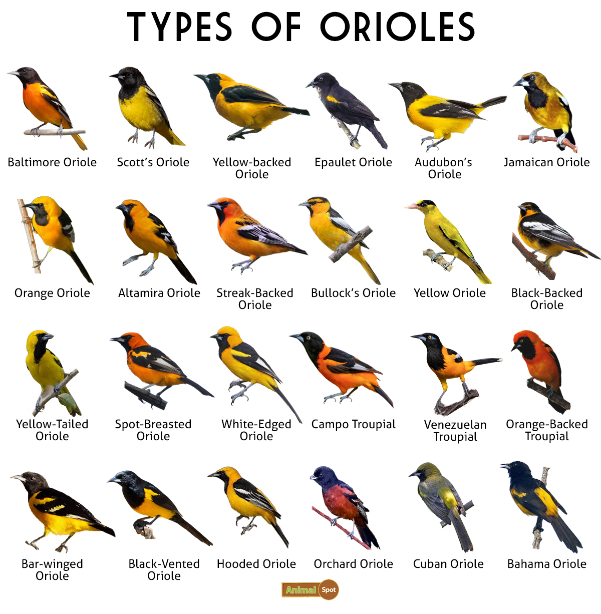 Types of Orioles (5 Northern American Species) - Happy Birding