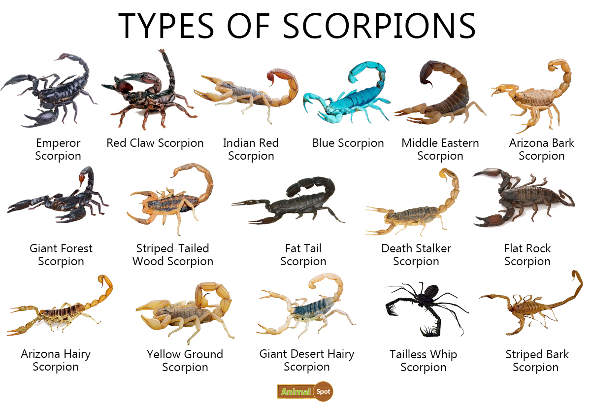 scorpion fly life cycle