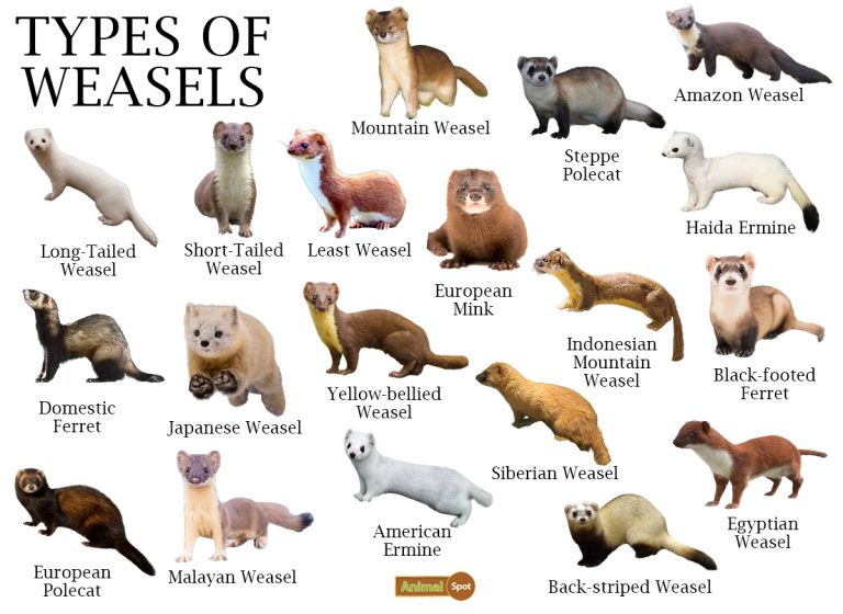 weasels