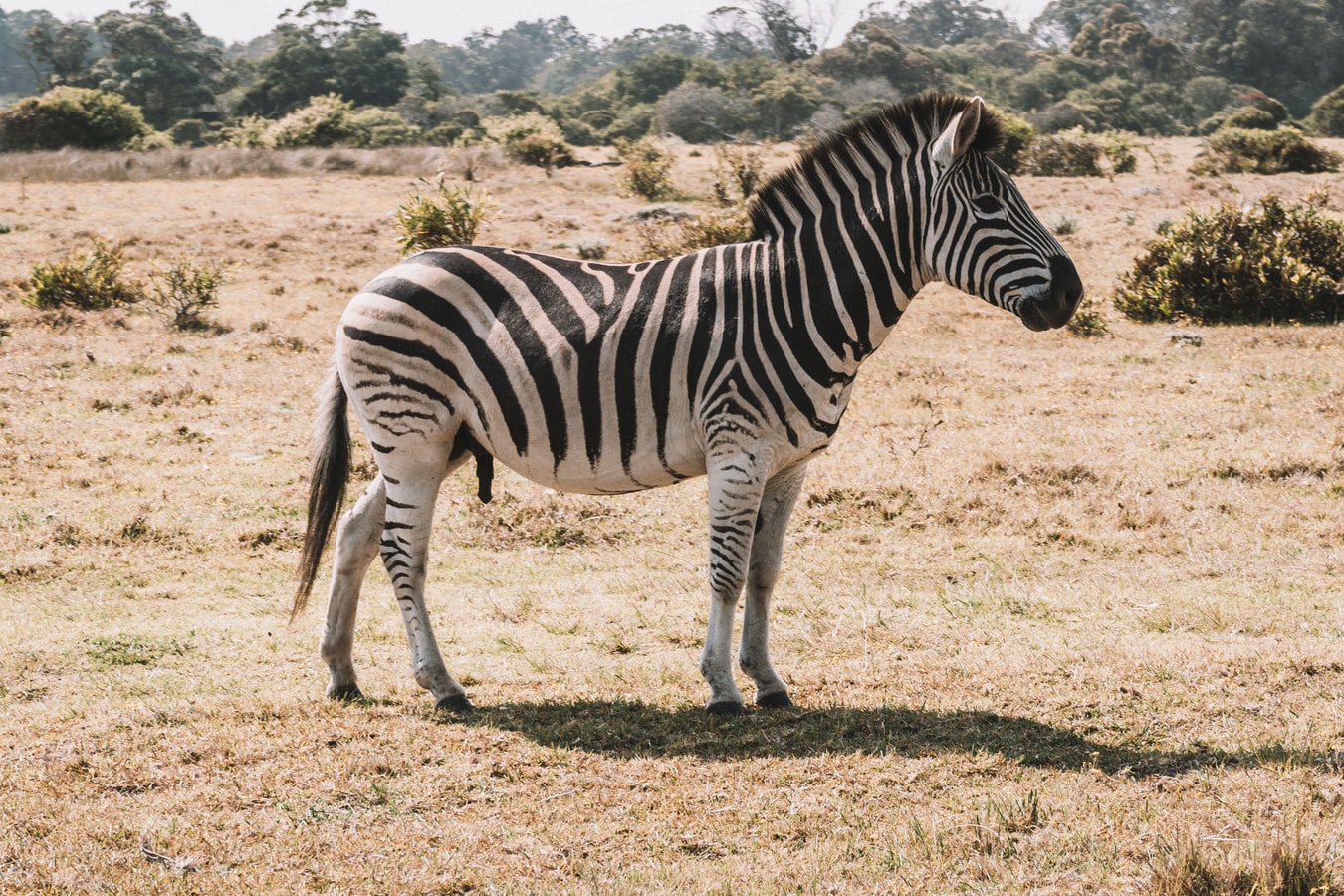 Zebra - Description, Habitat, Image, Diet, and Interesting Facts