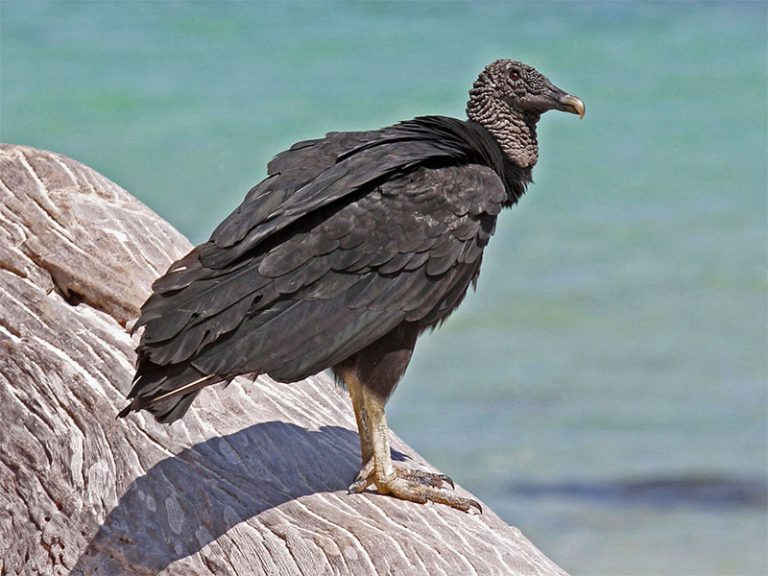 Black Vulture – Facts, Size, Sounds, Habitat, Pictures