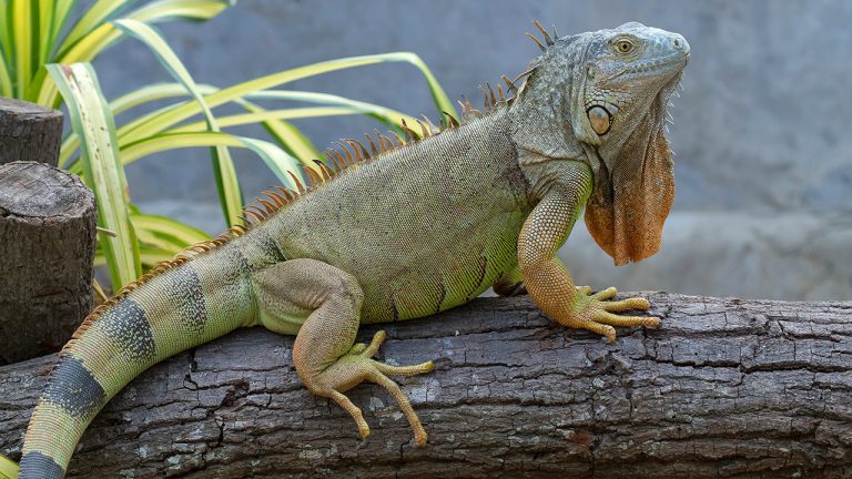 Iguana Facts, Types, Diet, Reproduction, Classification, Pictures