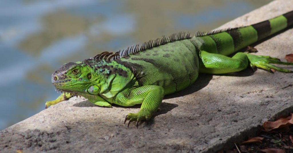 Iguana Facts, Types, Diet, Reproduction, Classification, Pictures