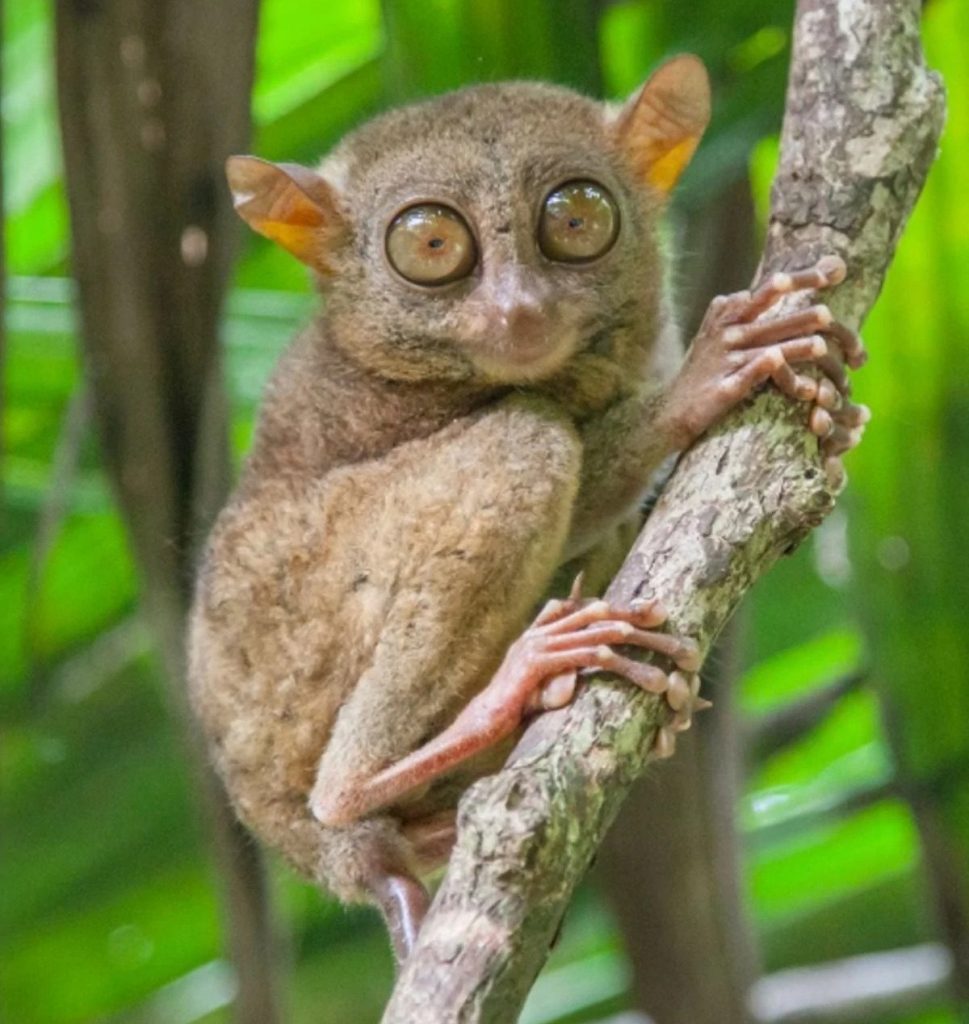 philippine-tarsier-facts-size-habitat-pictures