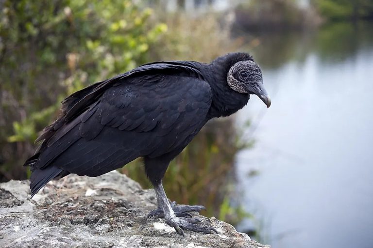 Black Vulture Facts Size Sounds Habitat Pictures 3786