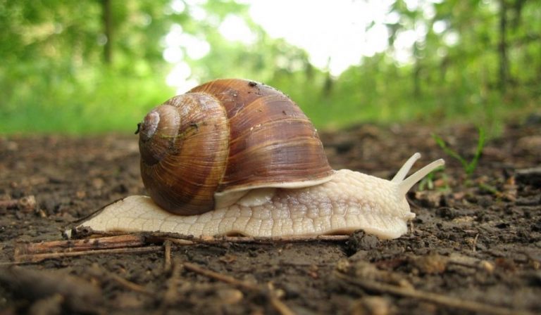 Snail Facts, Types, Diet, Reproduction, Classification, Pictures