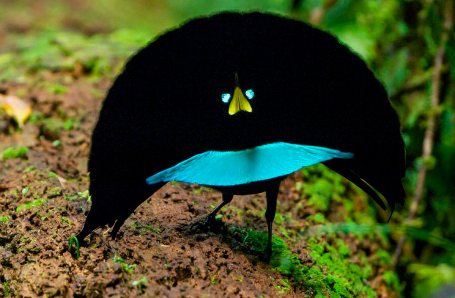 Superb Bird of Paradise – Facts, Size, Sounds, Habitat, Pictures