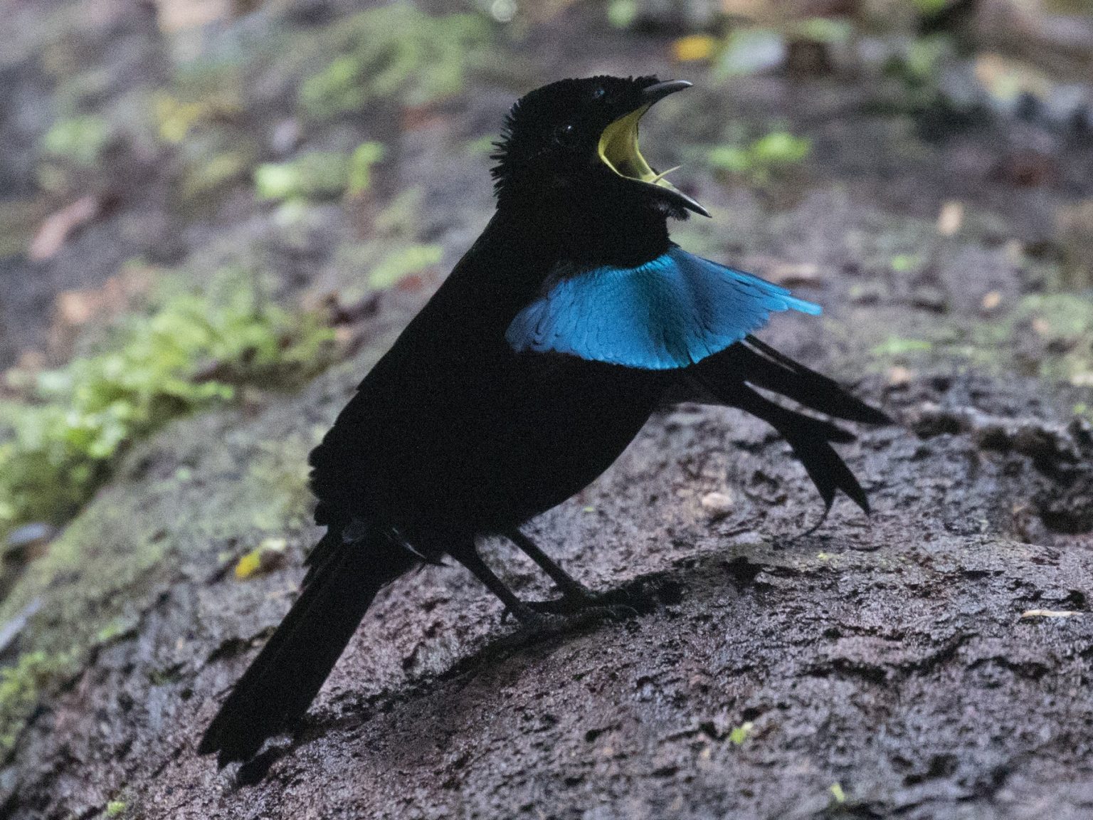 Superb Bird Of Paradise Facts Size Sounds Habitat Pictures