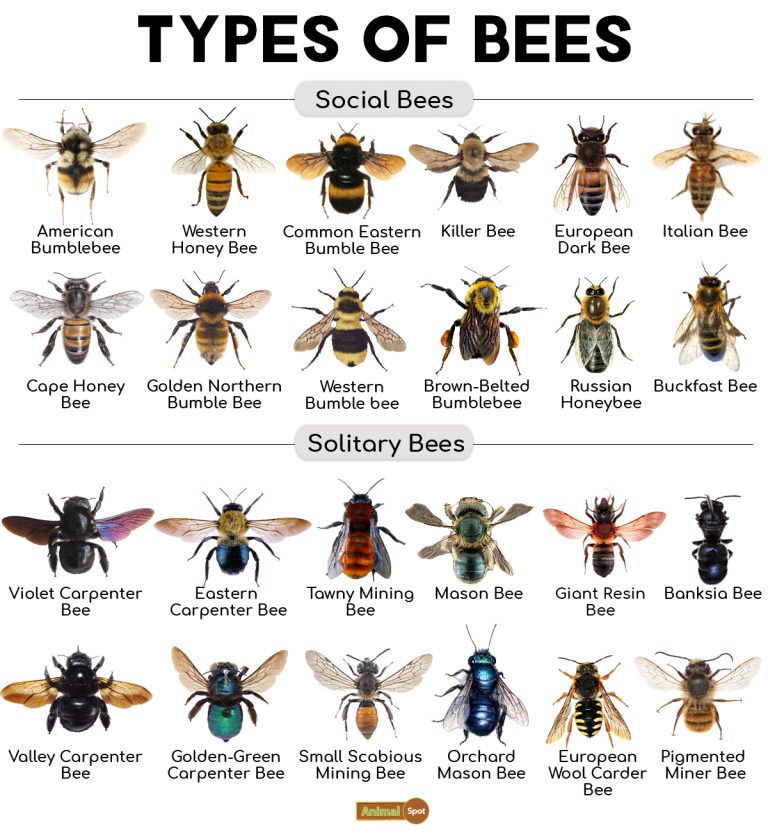 Bee Facts, Types, Diet, Reproduction, Classification, Pictures