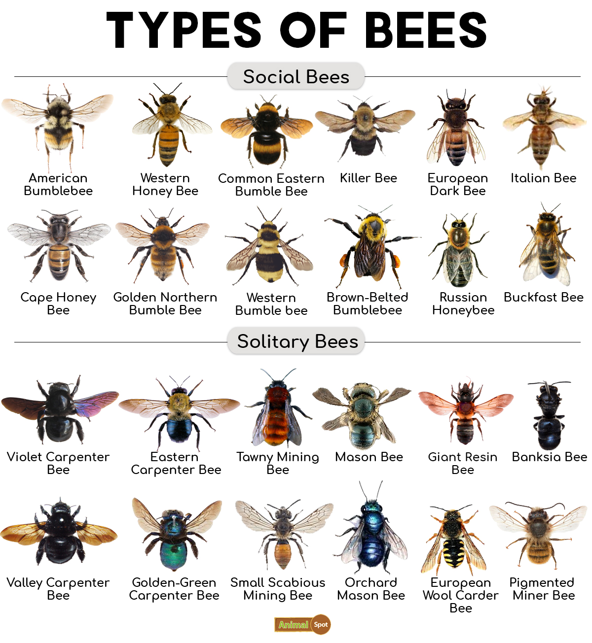 different types of bees        <h3 class=