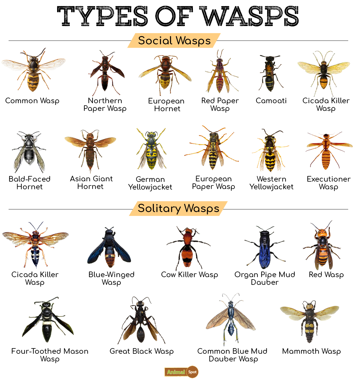 North American Wasp Identification Chart