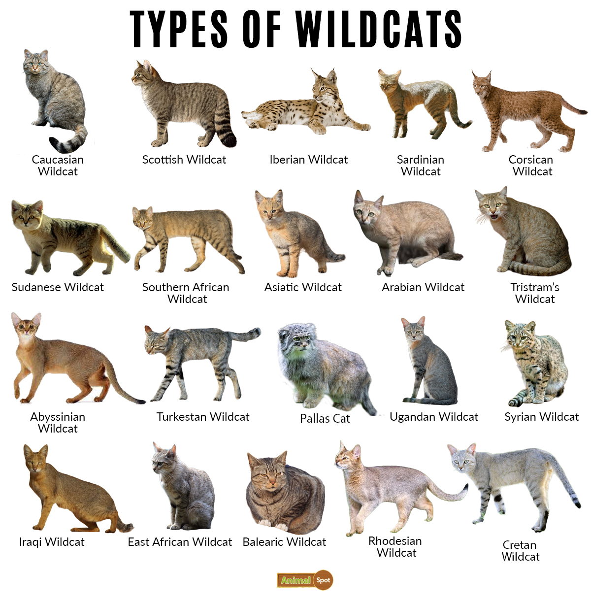 species of wild cats