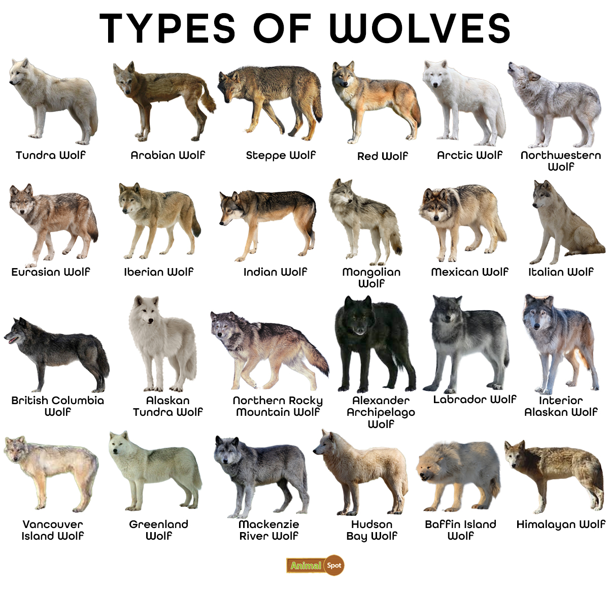Wolf Facts, Types, Diet, Reproduction, Classification, Pictures
